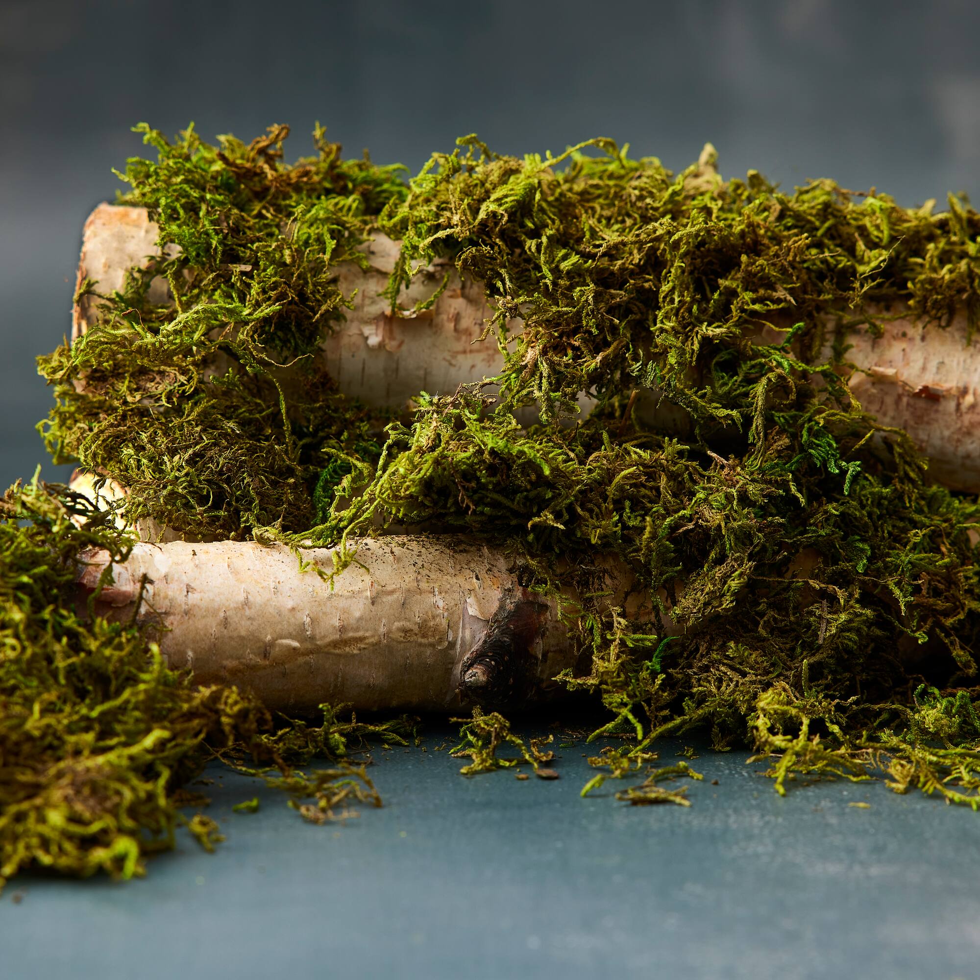 Preserved Forest Moss by Ashland®